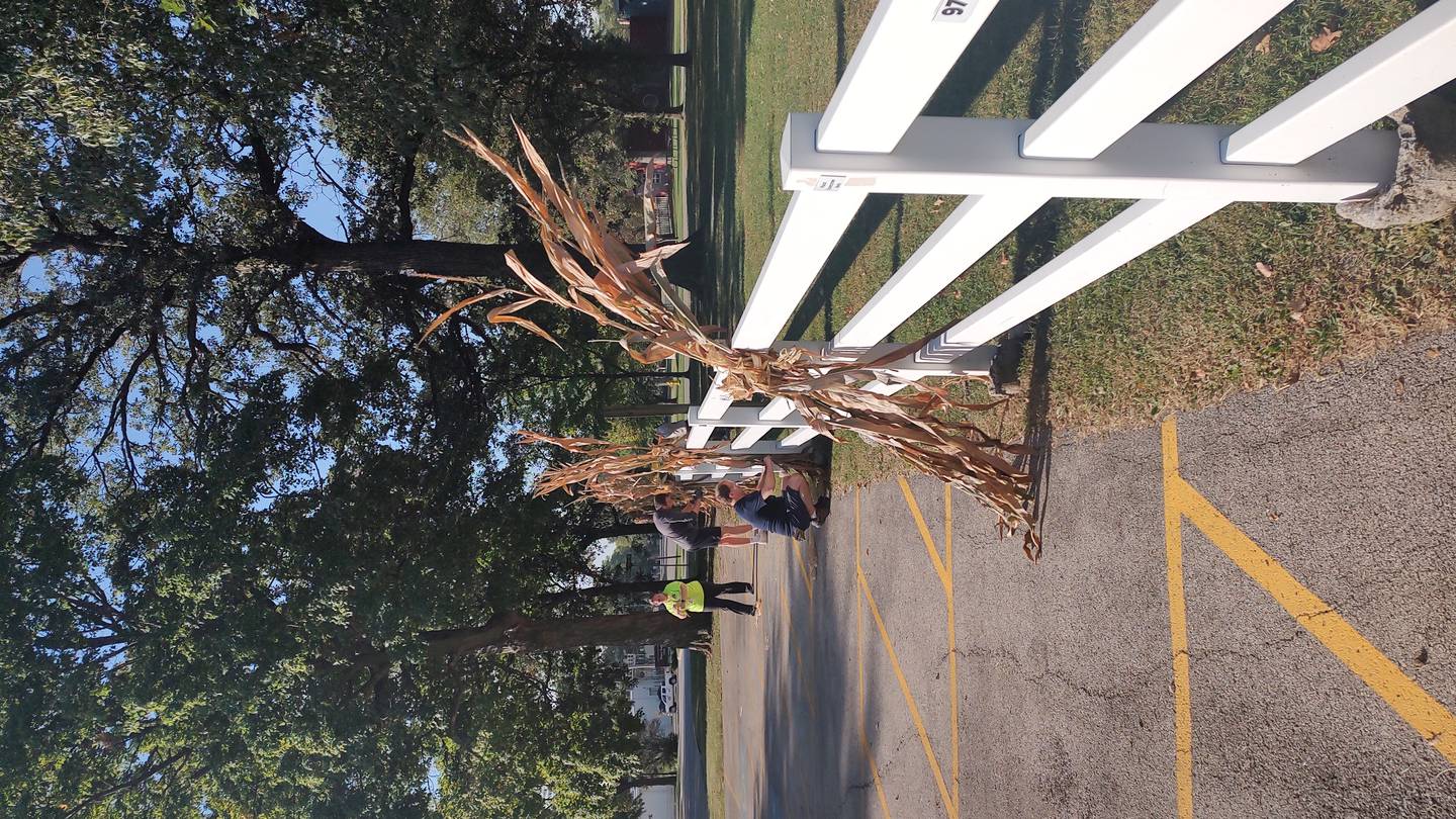 Cornstalks were put up Wednesday, Sept. 17, 2025, at Perry Farm Park in Bradley