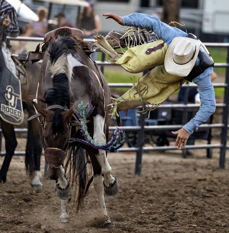 Not all good for Matt Allgood as he gets bucked off a bronco Wednesday, August 13, 2025, at the Whiteside County Fair during the Next Level Pro Bronc rodeo.