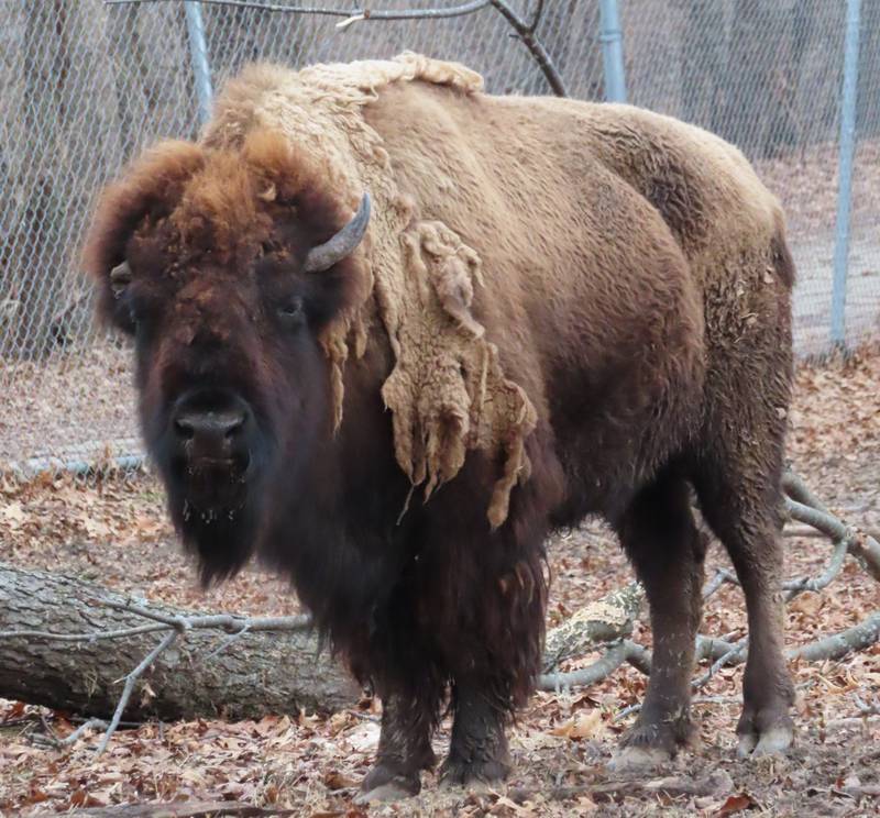 Pebbles, the matriarch bison at Buffalo Rock State Park near Ottawa, died Wednesday, Oct. 4, 2023.