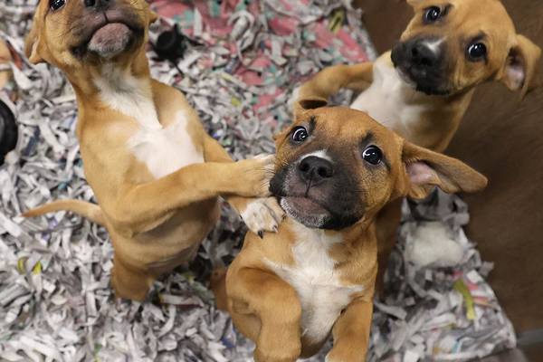 Pints for Pups fundraiser for Tails Humane Society returns May 2