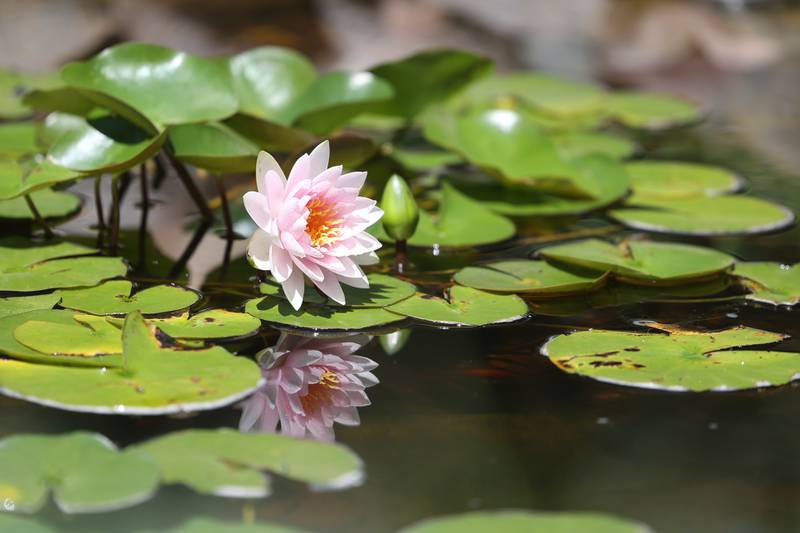 A water Lilly floats on the pond at the Children’s Garden in Elwood. The Children’s Garden in Elwood recently celebrated their 25th anniversary. Saturday, July 9, 2022 in Elwood.