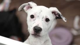 Tails puppy adoption event is Saturday in Sycamore