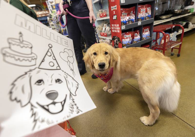 The Sterling Police Department held a birthday party for one-year-old Millie Tuesday, Feb. 25, 2025, at PetSmart in Sterling. Treats for both two- and four-legged critters were made available.