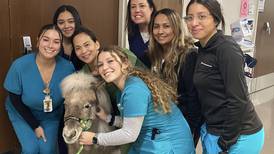 Mini therapy horses visit patients at Advocate Good Shepherd Hospital