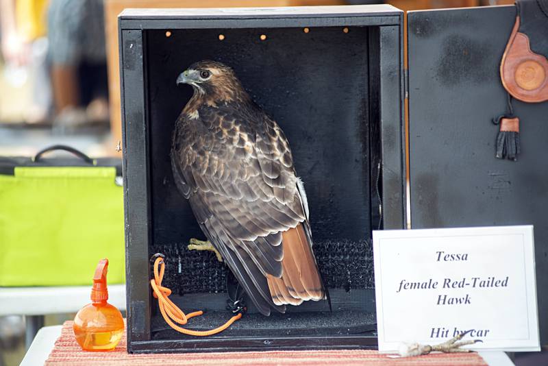 A red-tailed hawk was one of several raptors visitors at Nachusa Grasslands could learn about on Saturday.