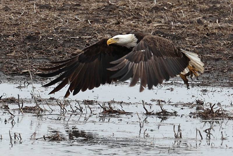 A bald eagle flys over a puddle Tuesday, March 5, 2024, in a farmers field near Bethany Road in DeKalb. The heavy rains recently have created a lot of standing water in the fields in the area.