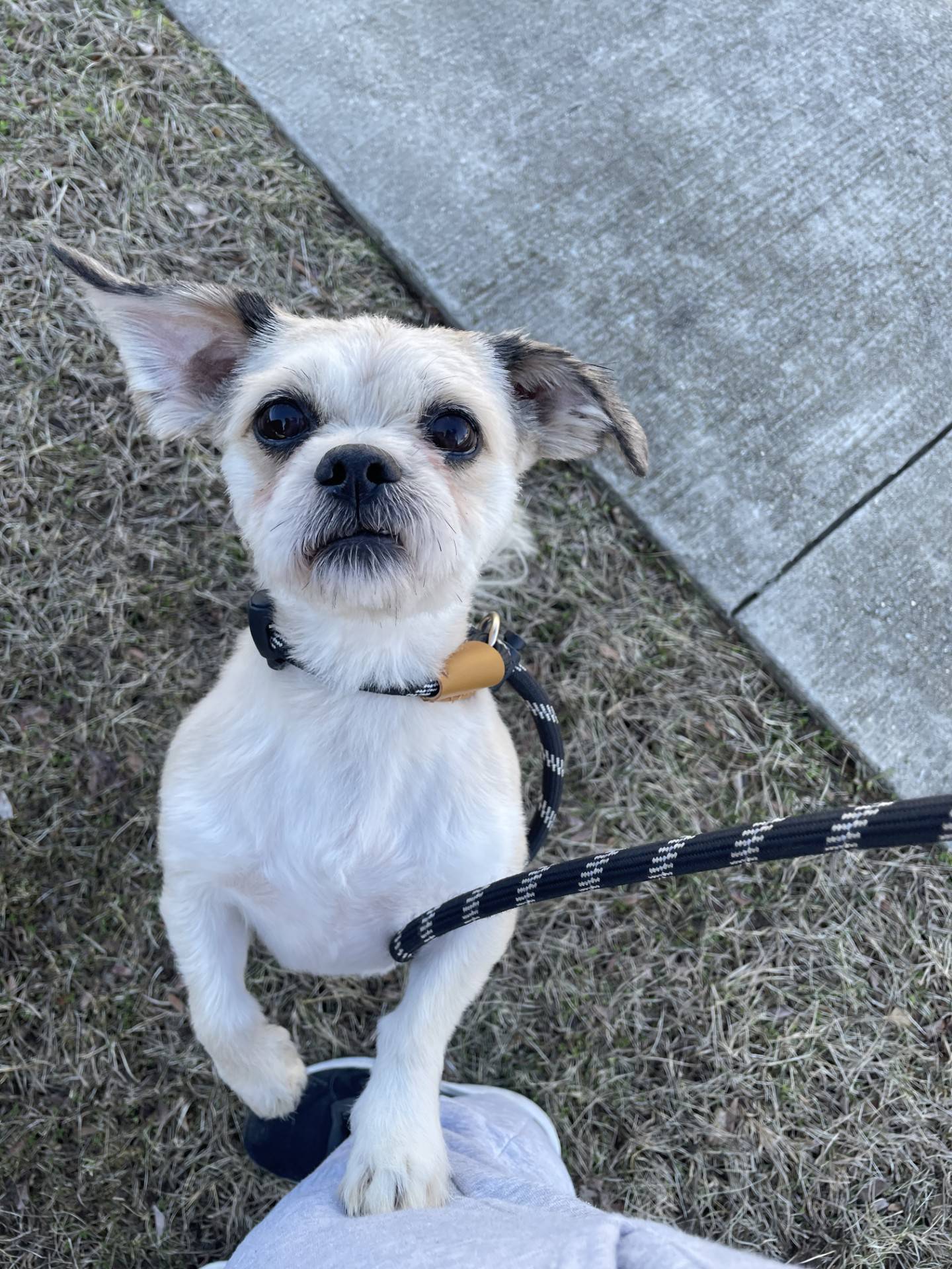 A kind person found Wallace, a sweet 2-year-old Shih Tzu, wandering the streets in terrible condition – likely surviving on his own for months – and brought him to NAWS. Wallace needs a patient, understanding adopter who can give him time and space to learn how to trust again. Wallace must be the only pet in an adult-only home where life is calm and predictable. Wallace should avoid chaos; he needs peace, comfort, and someone who won’t give up on him. To meet Wallace, email Dogadoption@nawsus.org. Visit nawsus.org.