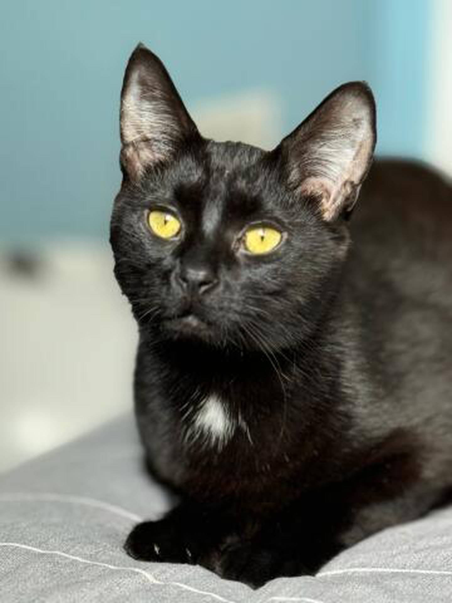 One-year-old Bonifacy loves getting pets, playing with the laser pointer, chasing ribbons and playing cat games on a tablet. When he isn’t playing, he is a master at lounging. He likes to talk even though his meow is very quiet and polite. Bonifacy’s sister, Filomena, is also available for adoption and they would love to stay together. To meet Bonifacy, visit ForgetMeNotRescue.com/adoptables.