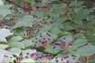 Down the Garden Path: Whistling for dogwoods