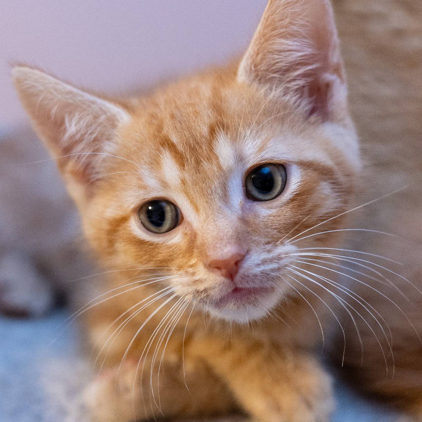 Cheerio is playful, curious, adventurous, and full of kitten energy. He loves to explore, chase toys and wrestle with his littermates. He absolutely loves being petted and will soak up affection. Cheerio is very people-oriented. He does well with kids and other cats. Cheerio would be happiest in a home with another cat or one of his littermates. To meet Cheerio, visit thekittysquad.com/adoptables.