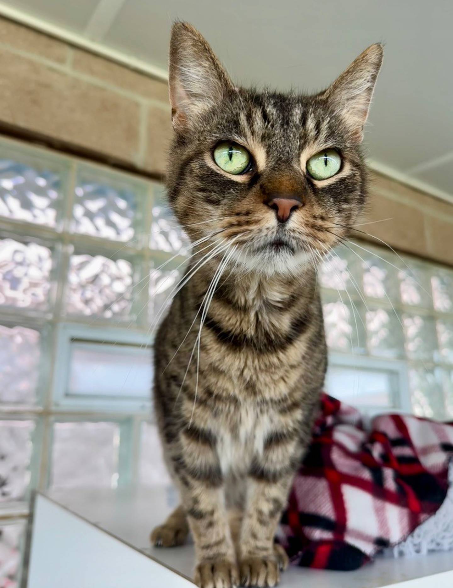 Dylon is a 12-year-old tabby abandoned in Shorewood. He was understandably nervous and confused but has slowly started to adjust to the shelter. He is still not fully comfortable and can be a bit grumpy being handled. But he is very interested in pets and being with people. Once he is comfortable, he loves pets and cheek rubs. Dylon’s adoption fee has been fully sponsored by a generous donor. A foster or foster-to-adopt home so can be more comfortable out of the shelter. would be ideal. Email the Will County Humane Society at willcountyhumane.com and follow the instructions for the adoption process.
