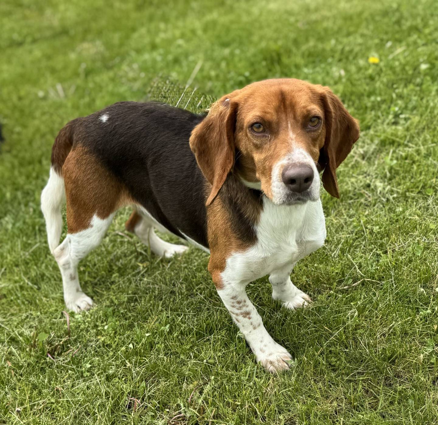Sir George is a 5-year-old, 28-pound, easy-going beagle who gets along with other dogs and cats. Sir George is heartworm-positive, but NAWS is fully covering his treatment. Being heartworm-positive will not affect his longevity or quality of life, and he’s expected to make a full recovery. Sir George would thrive in a calm home where he can relax, feel safe, and soak up attention. He will make a loyal, affectionate companion. To meet Sir George, email Dogadoption@nawsus.org. Visit nawsus.org.P
