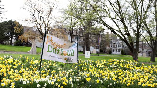 Project Daffodil returns to St. Charles Oct. 18