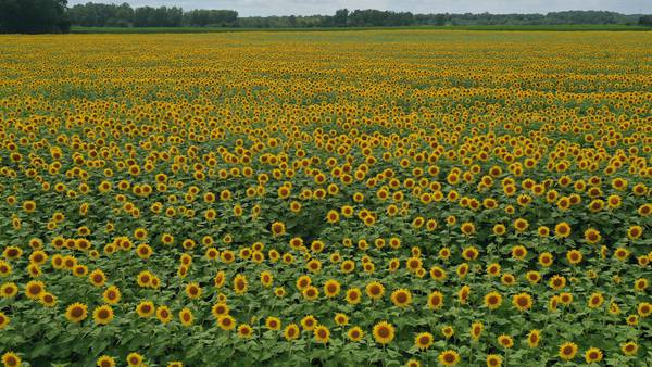 Photos: Matthiessen sunflower field attracts tourists, locals and pollinators