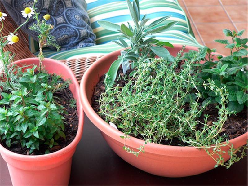 A medicinal indoor herb garden for healthful herbs throughout the winter months includes, from left, chocolate peppermint, and chamomile, and right, French thyme, sage, and lemon balm in Arvada, C.O.
