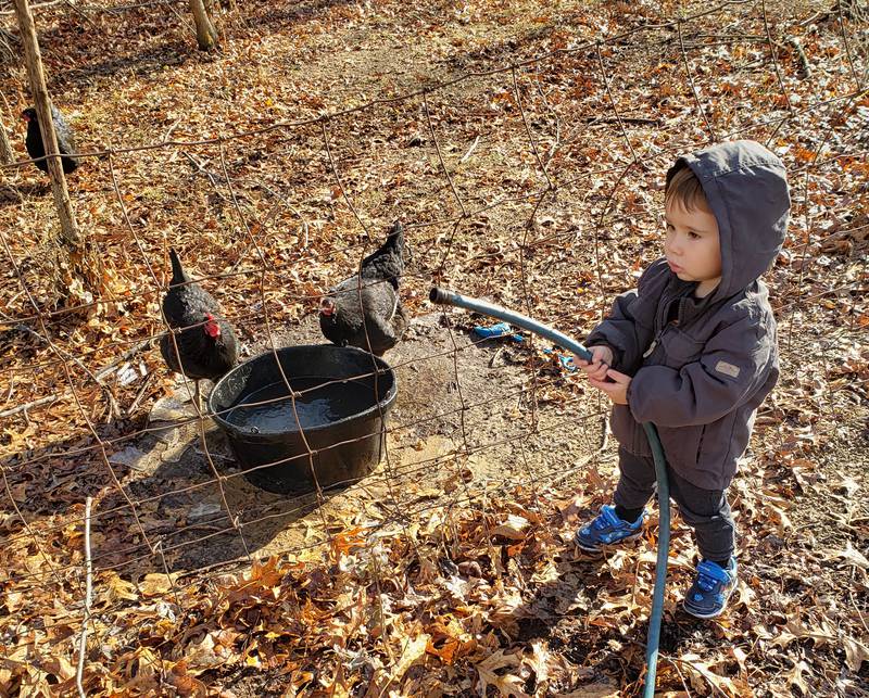 Nola Mata's son John helped watered the chickens during the time the family raised them, from 2014 to 2021, in their Will County backyard.