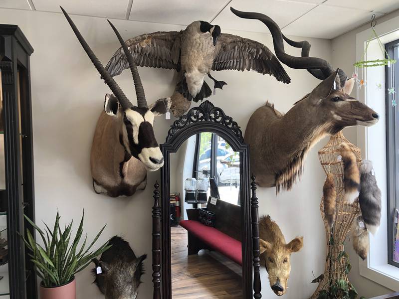 Mounts on sale at Preserved Peculiarities,  Lori Fisher's same-named oddity shop at 1312 N. Riverside Dr. in McHenry. She buys the mounts at estate sales and secondhand stores so they are not thrown out if unsold.