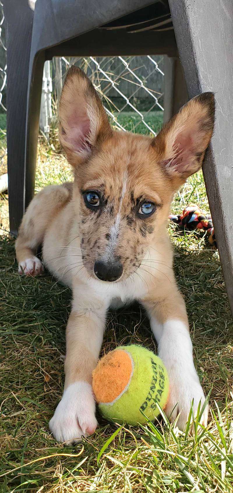 Maradona is Save-A-Pet's pet of the week for Oct. 10, 2024.