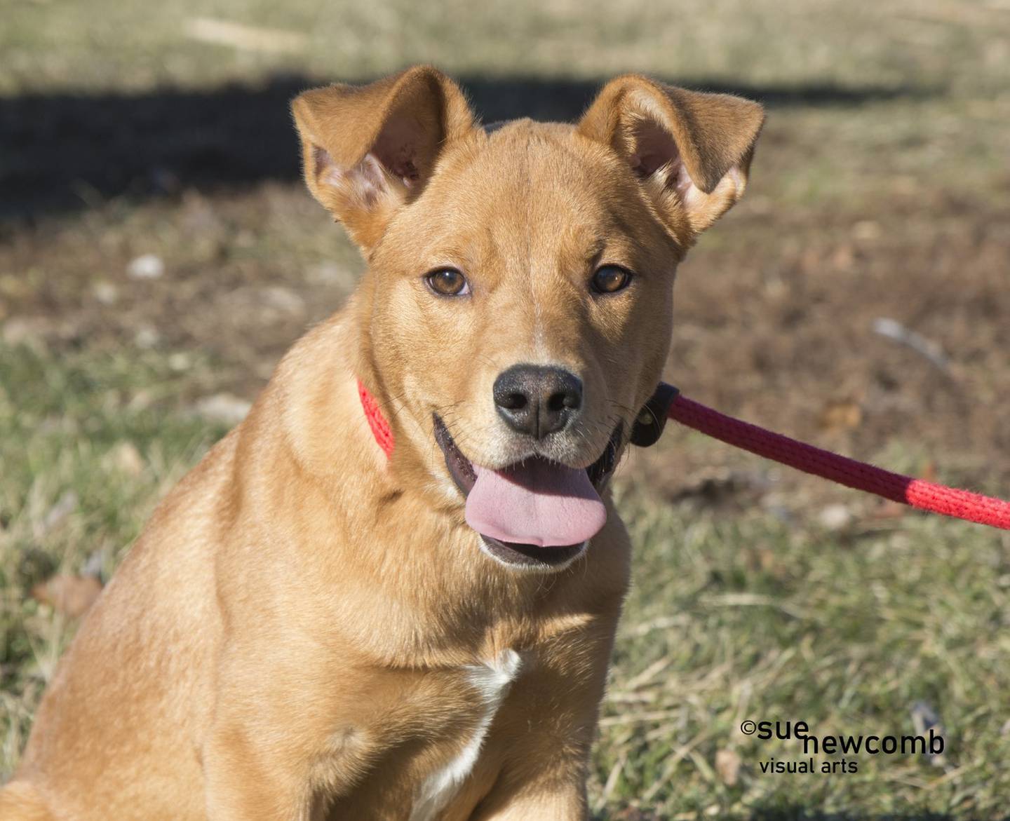 Ruthie is a mixed breed who came to the shelter with other parvovirus puppies. She has completed her medical treatment and quarantine time and is ready for a loving forever home. Contact the Will County Humane Society at willcountyhumane.com and follow the instructions for the adoption process.