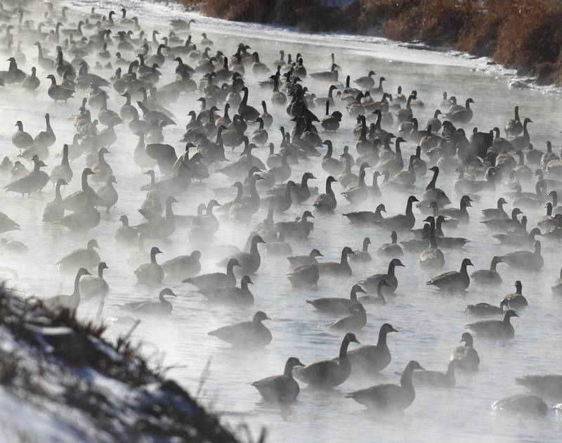 Hundreds of Canada geese seek refuge from the cold as steam rises from the warmer water Friday, Jan. 23, 2026, on the Kishwaukee River near Hopkins Park in DeKalb. Temperatures fell to well below zero degrees Friday, one of the coldest days of the year.