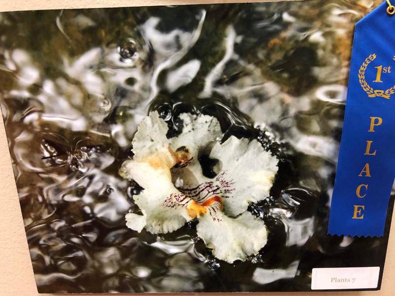 Joey Hass' photo of a Northern Catalpa Blossom won Best of Show at the 2019 Starved Rock Photo Show and Contest.