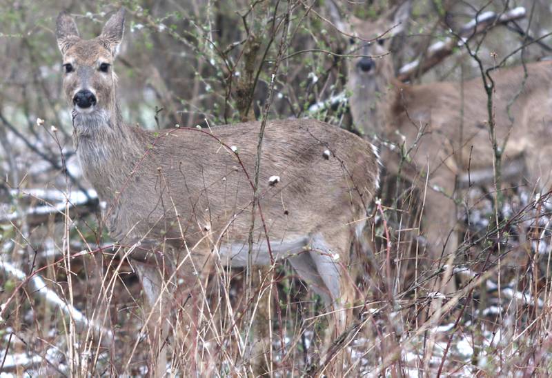 Photos Easter weekend ends in spring snowfall at Shabbona Lake State Park Shaw Local