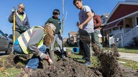 Photos: Trees planted in Berwyn