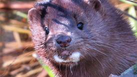 Good Natured in St. Charles: Mink on prowl for active waterfowl nests