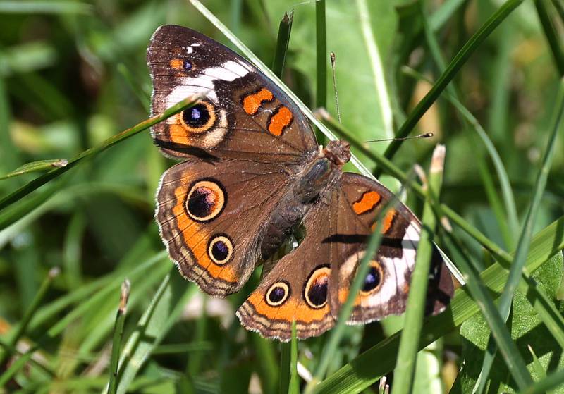 A common buckeye butterfly rests on a blade of grass Friday, July 5, 2024, at Shabbona Lake State Recreation Area in Shabbona Township.