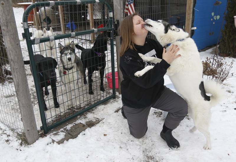 Hanna Kowal receives a kiss from Damon, one of her sled dogs, on Tuesday, Dec. 20, 2022, at her home near Hebron. Kowal trains and races sled dogs while also working and going to college.