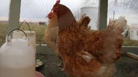 Marengo’s ban on backyard chickens will remain in place