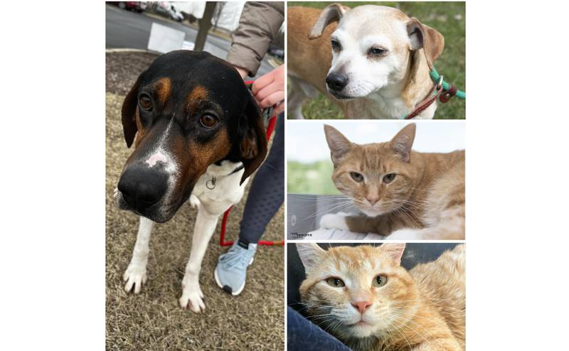 The Herald-News presents this week’s Pets of the Week. Read the description of each pet to find out about that pet, including where he or she can be adopted