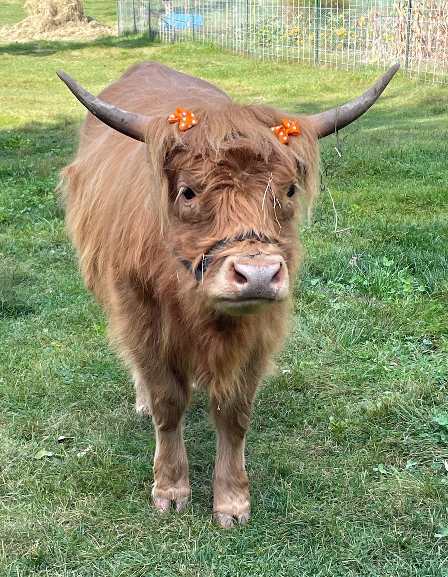 Maggie, a Scottish Highland cow, poses for a photo at her home Majestic Highlands Homestead in Batavia on Sept. 25, 2025.