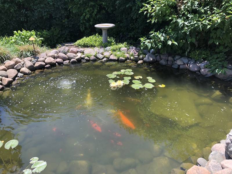 With more than one hundred koi fish in his pond, Hay Joosten said, he began to use Good Steward Ecoscapes to care for the pond when he purchased the home.