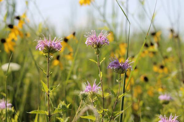 Hadley Valley Preserve in Joliet marks 20 years of wetland restoration work