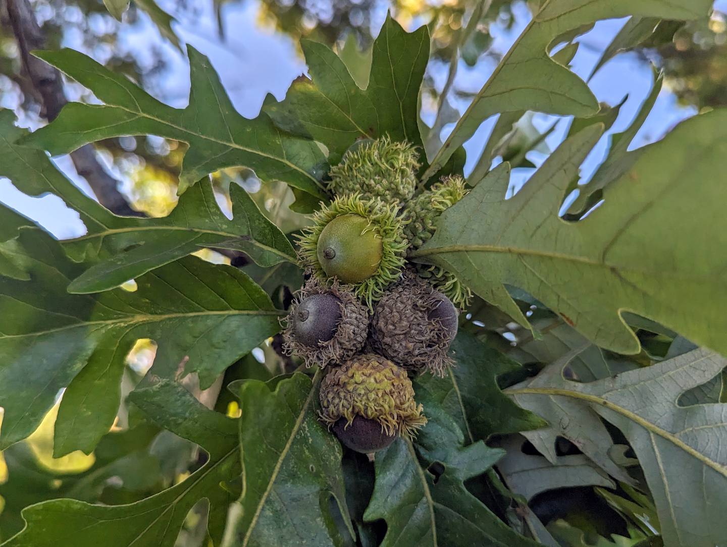 If you think you’re seeing more nuts than usual this year, you’re not alone. Our region is experiencing an abundance of mast, or tree fruit, this year, with many species producing prodigious quantities of seeds. Some will survive to create the trees our grandchildren will admire.