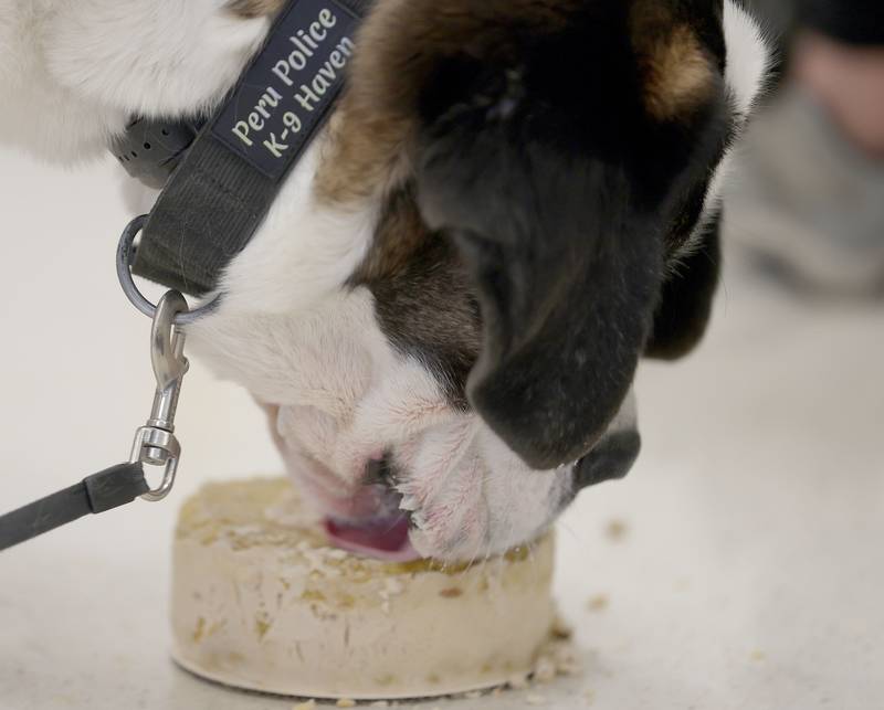 Peru Police K-9 Haven licks a dog cake on her 2nd birthday on Wednesday, Feb. 25, 2026 at Students Obtaining Achievement and Responsibility (SOAR) school in Peru. The special dog cake was makde out of peanut butter, milk bones and sausage.