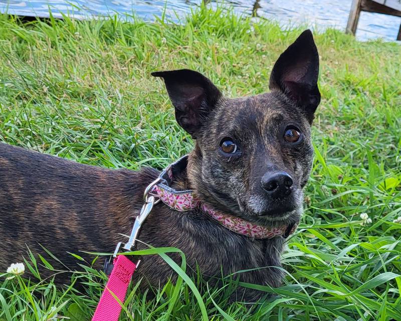 Sly Fox is Save-A-Pet's pet of the week for Aug. 24, 2023.