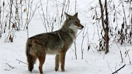 Learn about coyotes, spot birds, and hit the trails at Will County forest preserves