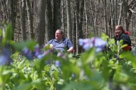 Photos: Bluebells, wildflowers bloom in Illinois Canyon at Starved Rock 