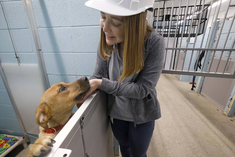 Laura Flamion, operations manager greets one of the many dogs at the DuPage County Animal Services Tuesday, April 23, 2024 in Wheaton.