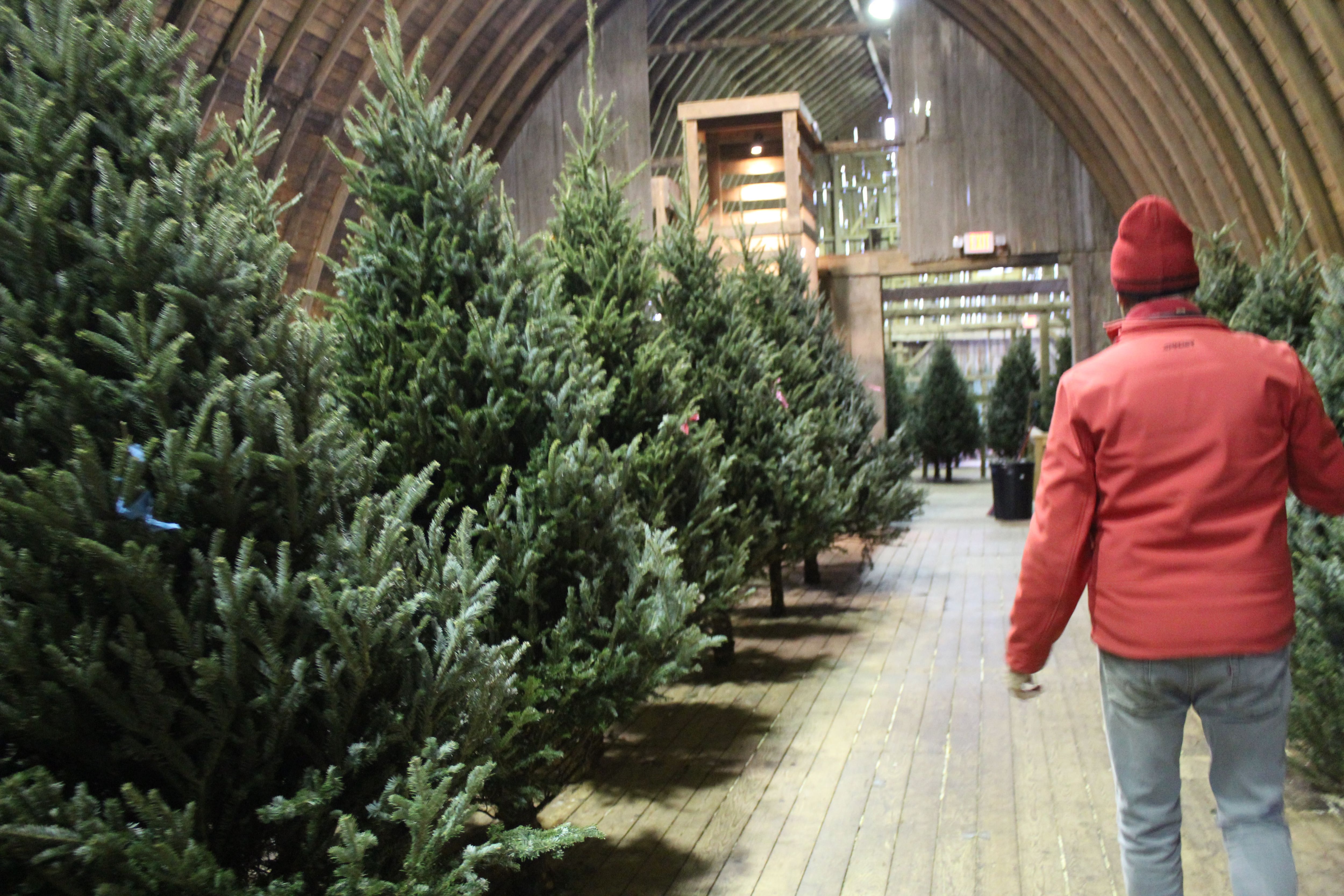George Richardson walks through a barn filled with precut Christmas trees at the Richardson Christmas Tree Farm in McHenry County.