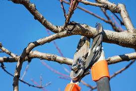 With spring approaching, now is the time for tree pruning