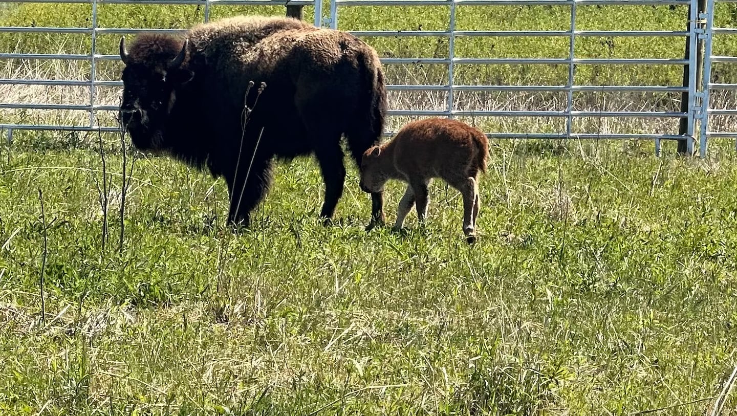 The first baby bison was born in the reintroduced herd of bison at Burlington Prairie Forest Preserve in Kane County.