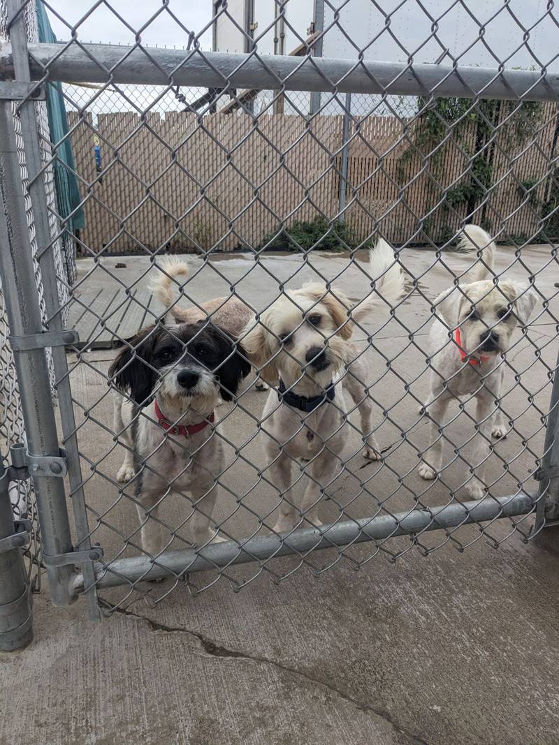 An influx of dogs at IVAR has the facility  over capacity and in need of people willing to adopt a new four-legged member to their household.