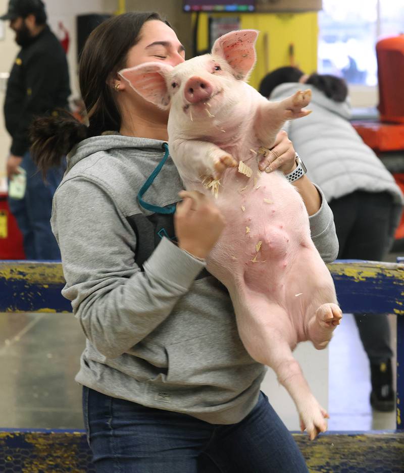 Raelyn Bend, 3, from Shabbona, pets a rabbit Wednesday, Feb. 19, 2025, during the DeKalb High School Future Farmers of America Barnyard Zoo Family Night at the school.