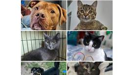 Will County Pets of the Week: Feb. 23, 2026 