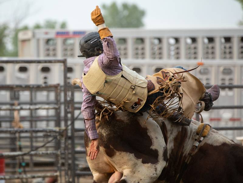 Ramon Veloz falls off of a bull at the Tuff Hedeman Tour during the 75th Anniversary of the McHenry County Fair in Woodstock on Friday, August 4, 2023.