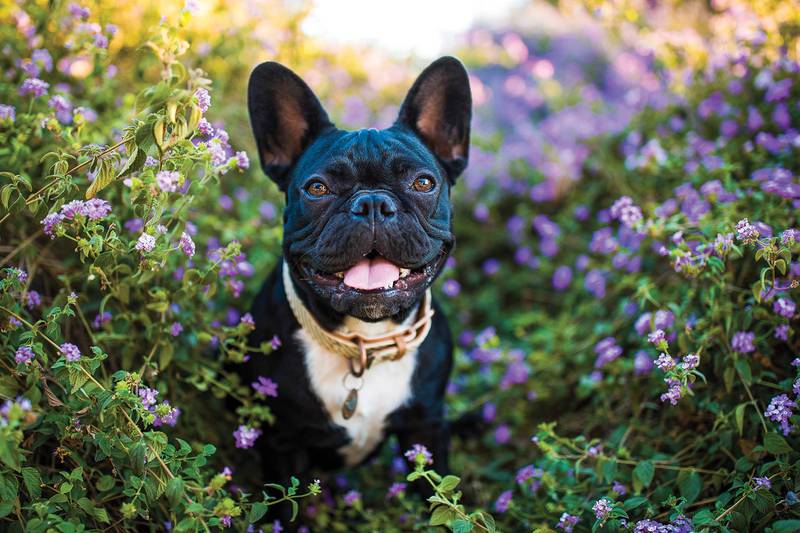 Cedar Lane Kennels - Tips for keeping your spring garden safe for pets