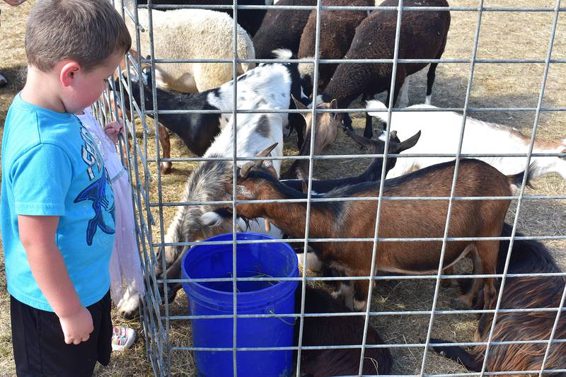 Baker Morgan, 5, of Rock Falls enjoys the petting zoo during the Taste of Fiesta at the RB&W District, Saturday, Sept. 13, 2025.